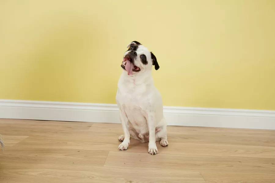 Why Do Dogs Tilt Their Heads?